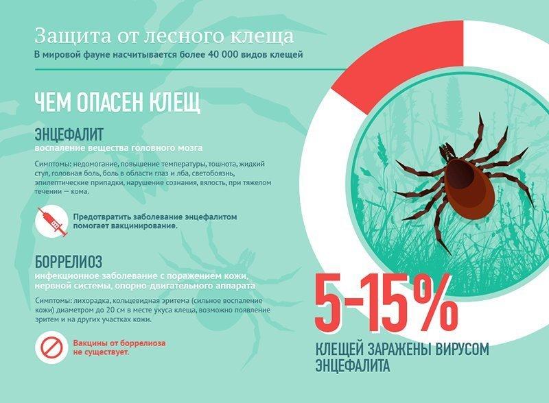 Что делать, если присосался клещ?